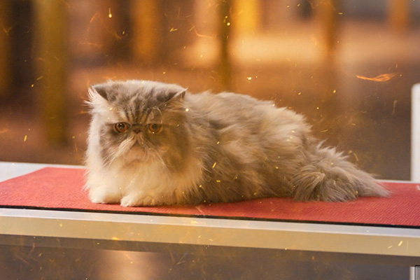 Joe Boxer Inactivity Tracker Badges.